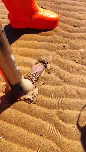 今天挖出来的这个海肠真的够厉害!光看着就得有1米5!