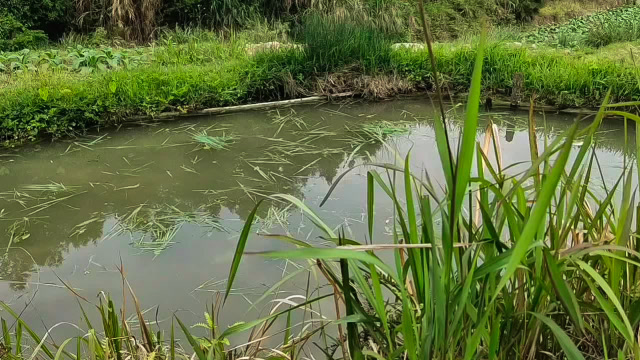 20平米不到的小鱼塘,把水放干看看养了多少鱼,鱼太多都饿瘦了