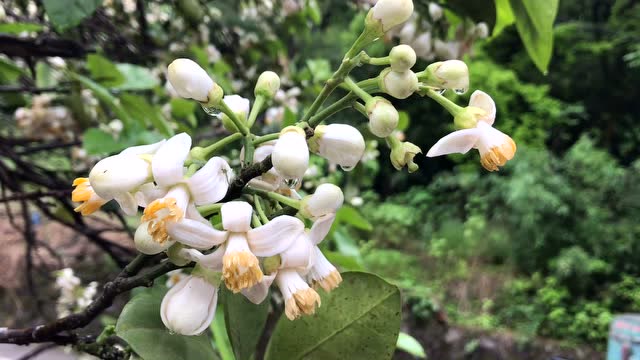 今天到乡下偶遇文旦花开,好香,整条路都是花香