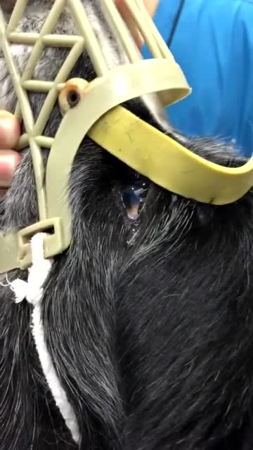 给狗子清理蜱虫看到它眼角的泪水心里真的感觉很痛