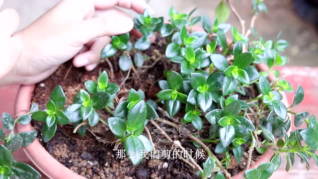金鱼吊兰打顶摘心再补1种肥侧芽侧枝冒不停