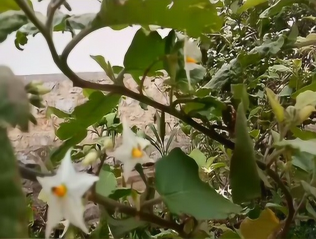13年的茄子树,朋友们见过吗?我家小区里就有几棵.