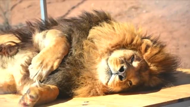 猛兽出笼狮子王就是威风不减,走路都带风