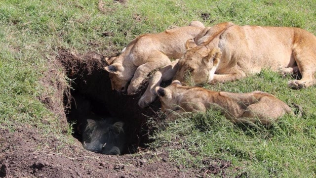 狮子一头钻进大洞,一番激烈操作后,拖出半个月的伙食!