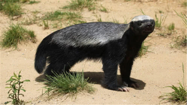 动物园为何不养"平头哥"?管理人员说出原因,看完大开眼界