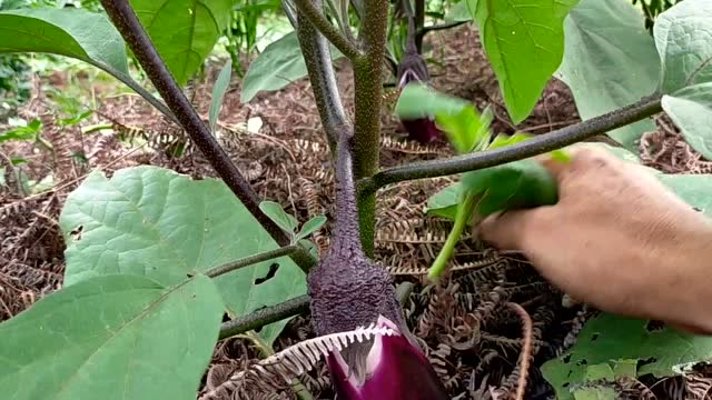 茄子后期如何整枝管理,分享一下个人整枝方法