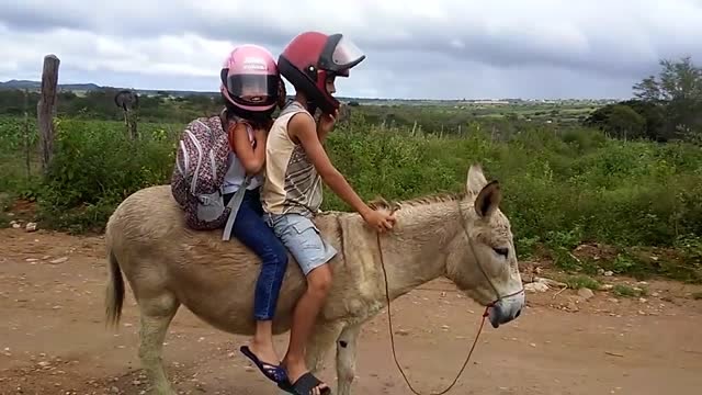 小女孩骑毛驴上学,驴:经过我同意了吗?下一秒别笑