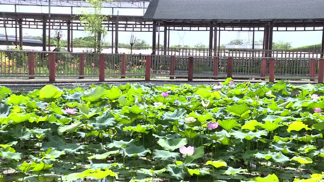 人和镇:丰华园人气回暖 假日人流量已超往年