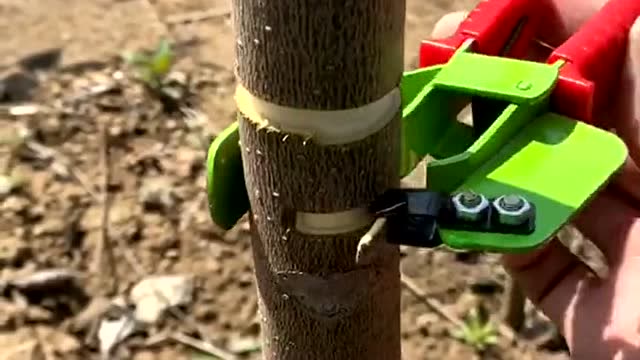 果树环割是一种很有必要的工序,师傅的手法很熟练,一看就是高手!