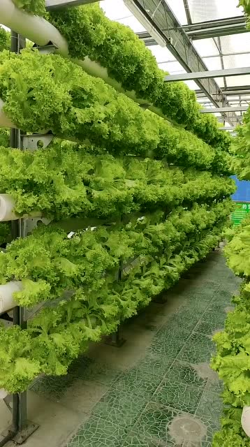 现代农业科技种植"无土栽培",看见这么多的生菜,好想吃火锅!
