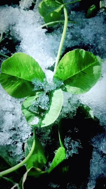 冰中的一抹绿色