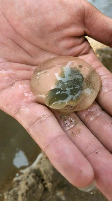 有幸见到泥螺出卵的一幕!