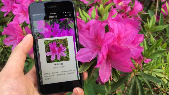 微信拍照可以识别花草啦,出门旅游的好帮手,快来试一下吧