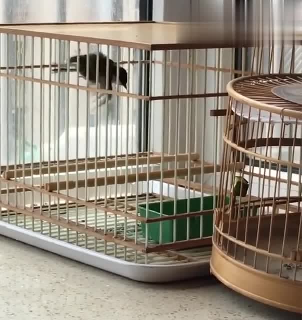 极品铁岭贝子鸟的叫声清脆美妙这也太好听了吧