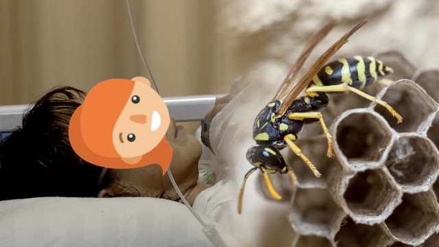 天降牛角蜂群蛰伤爷孙3人,1人病危