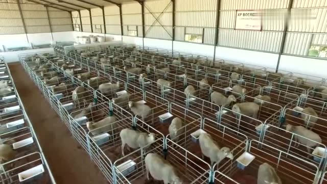 国外标准化的养羊工厂,羊圈干净程度不敢想象,太专业了