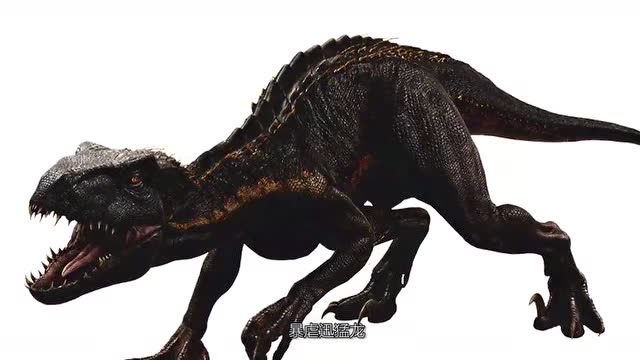 白座是迅猛龙,你的呢