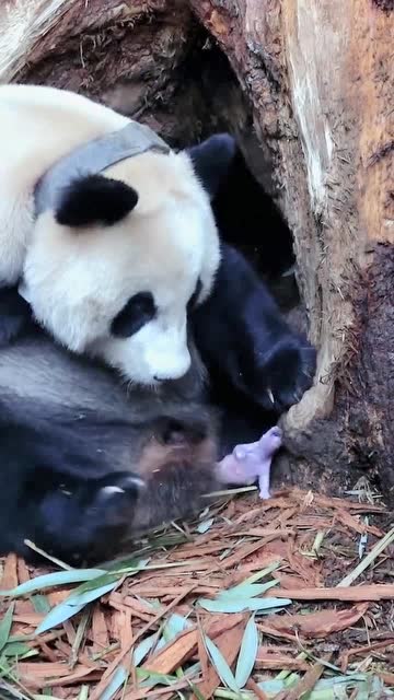 珍贵罕见视频,国宝大熊猫生宝宝