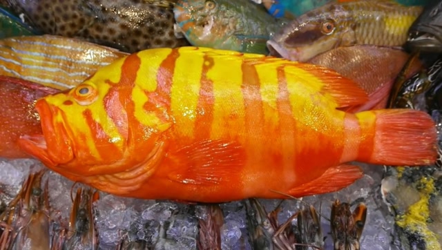 超大的海王石斑鱼,怎么吃才能不浪费?看日本厨师怎么烹饪!