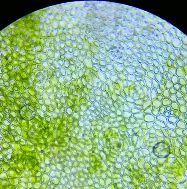 把西瓜拿到显微镜下,放大后看到这一幕,好想上去吃一口!