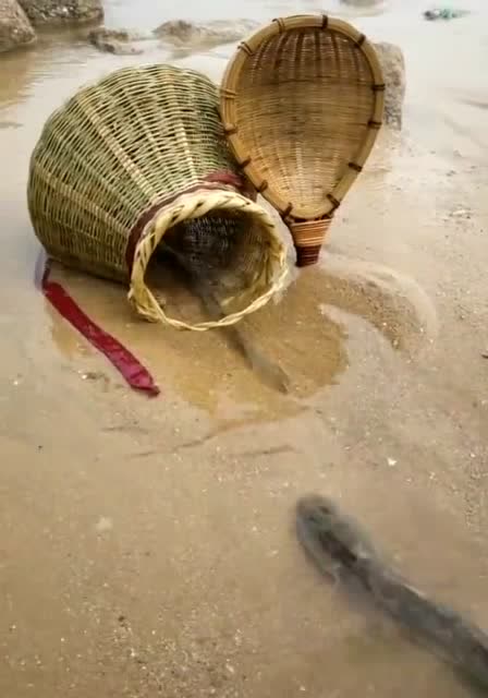 在浅滩上放了鱼篓,鱼竟然排队往里边钻,好神奇!