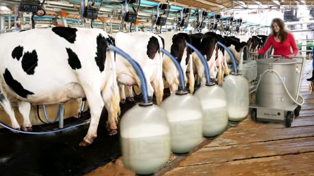 高科技:全自动奶牛场挤奶过程,效率是人工的几十倍!