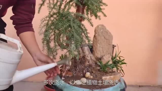 澳洲杉修剪视频简单几步整容大变身身价翻几番