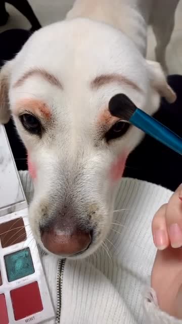 拉多拉布的眼神太可爱了,无聊只能找狗子化妆了