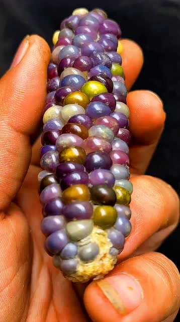 上个世纪四十年代,爷爷送给奶奶的定情信物,七彩琉璃玉米.