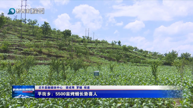 贞丰平街乡5500亩烤烟长势喜人