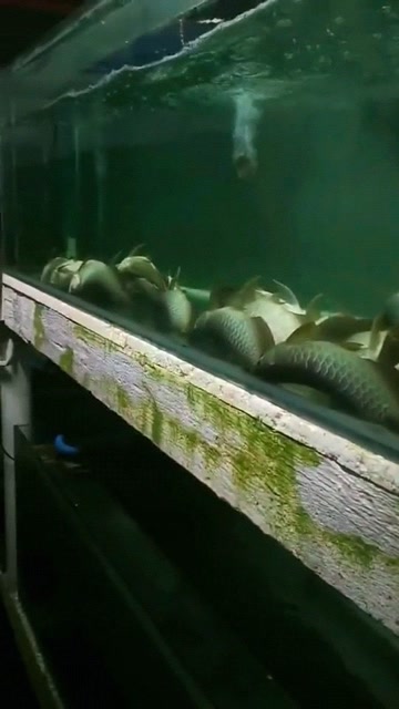 第一次见到龙鱼睡觉,原来鱼是这样睡觉的,这姿势太逗了!