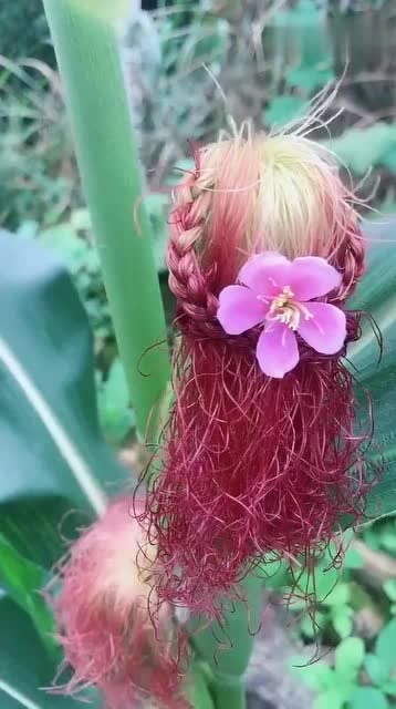 各种女生发型用玉米须做出来看得我都震惊了