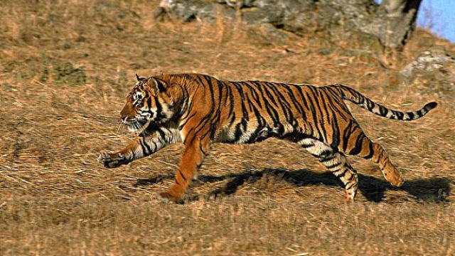 公虎在莎翠的领地肆意妄为,莎翠选择给它点颜色看看