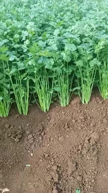 精细化种植香菜地里种的菜像跟军训过的一样太牛了