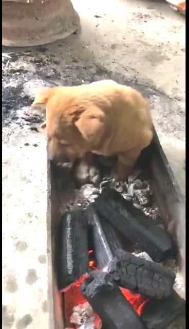 夏天天气这么热,狗子居然不怕热,还在炭火旁边取暖!