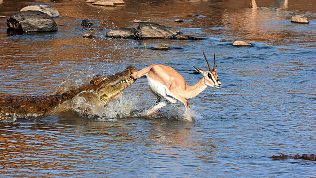 鳄鱼死咬住羚羊不放,羚羊秀出一脚"弹簧腿",击败鳄鱼逃生了!