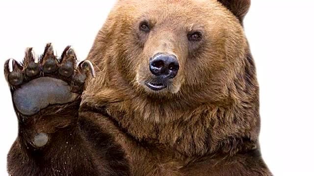 一只熊成了战斗英雄?曾经的二战明星,后来被强行送到动物园