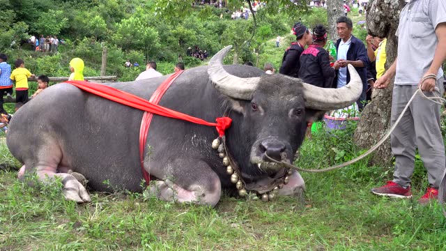 这是北方七寨最大的一头牯藏牛,估计有2500斤左右,体型相当大