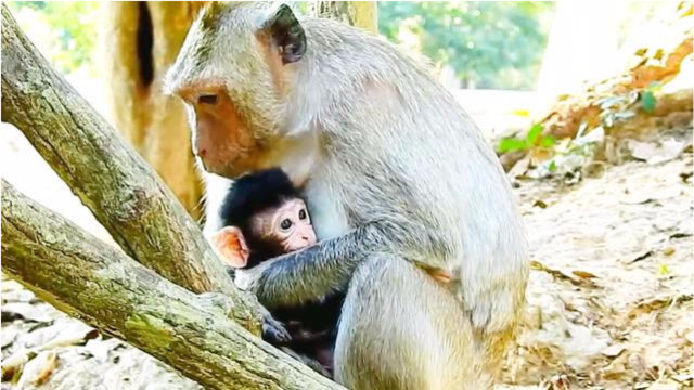 猴妈妈太心疼小猴子了,小心翼翼地照顾着新生宝宝!