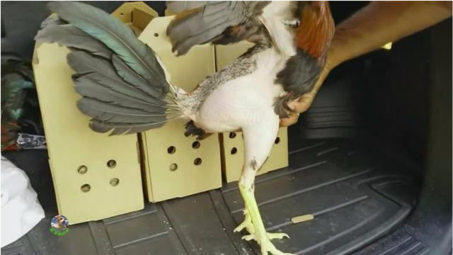 公鸡毛都快掉完了,露出雪白的大腿