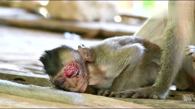 受伤的小猴子痛苦不堪,躺在妈妈身边一脸绝望,画面让人心碎