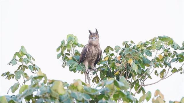 长相奇特的乌雕鸮,低沉的鸣声也是令人惊奇呀!