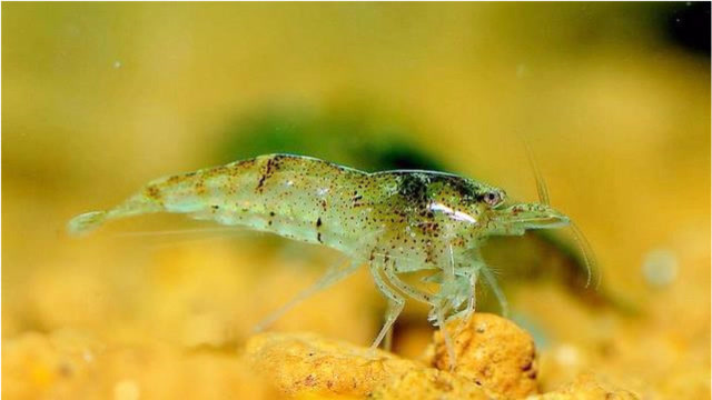 美味千须虾好吃又好看,教你怎么做