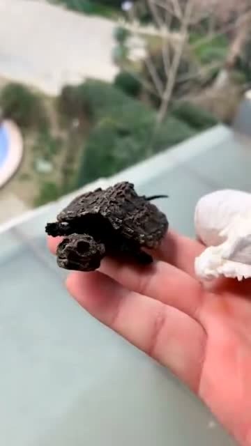 养了一个月的小鳄龟死了我用了这个方法把它留在身边