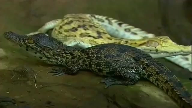 大自然:巨蜥一口吞下小鳄鱼,血亲同胞却无能为力,亲眼目睹了惨剧的