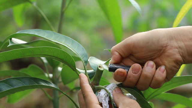 给芒果修剪,别忘了多做一个动作,挂果就多多了