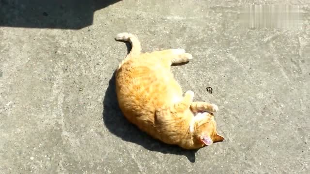 大胖橘在地上翻过来翻过去啥意思撒娇吗