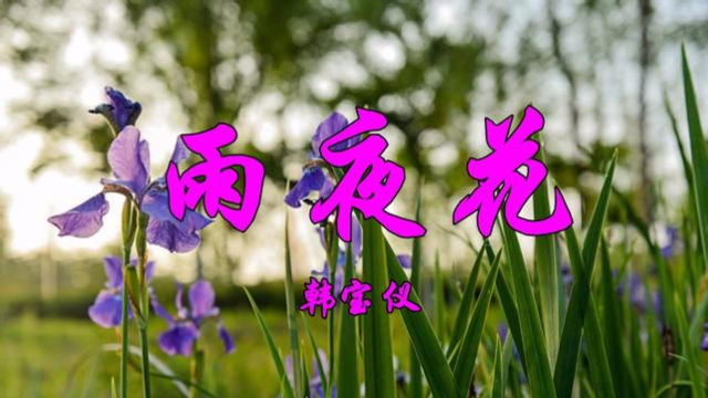 韩宝仪一首怀旧老歌《雨夜花》甜美醉人