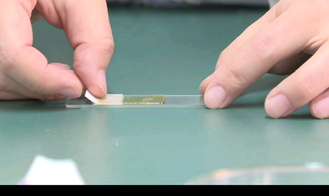 考查项目2:制作洋葱鳞片叶内表皮临时装片