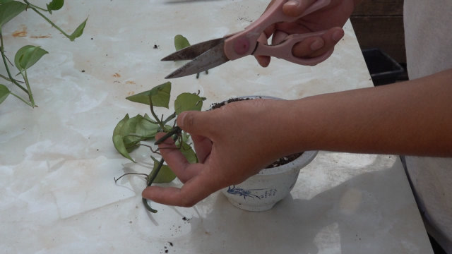 扦插绿萝不成活?只要把它生根的"小开关"打开,成活率暴增